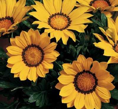 Germania Seed