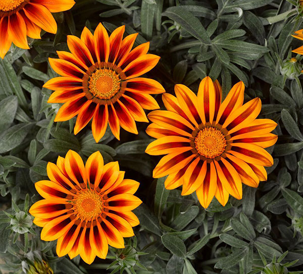Germania Seed