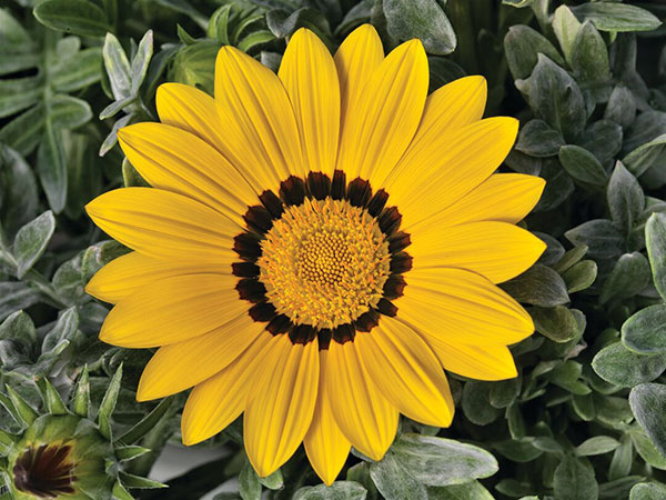 Germania Seed