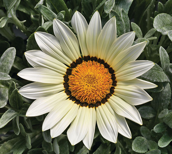 Germania Seed