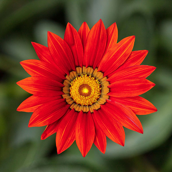 Germania Seed