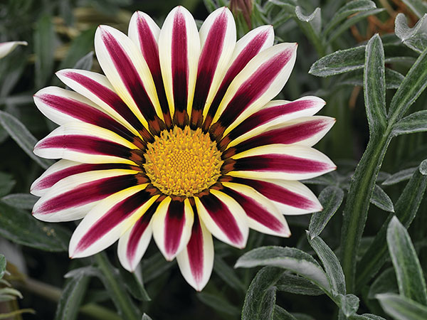 Germania Seed