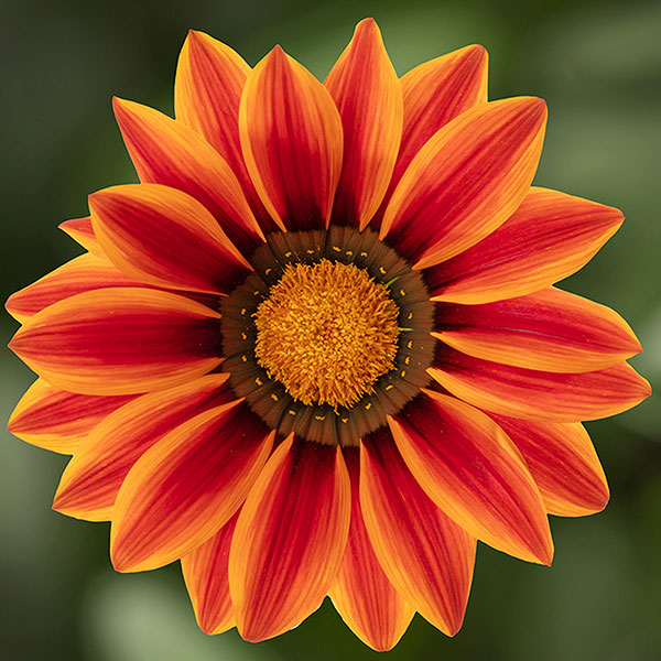 Germania Seed