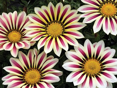 Germania Seed
