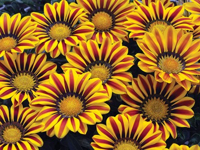 Germania Seed