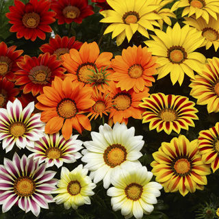 Germania Seed