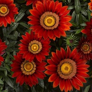 Germania Seed