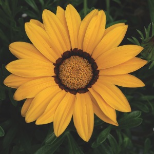 Germania Seed