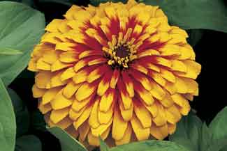 Germania Seed