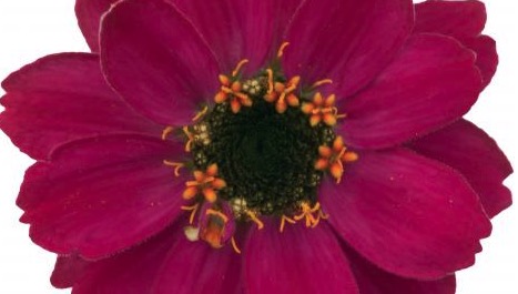 Germania Seed