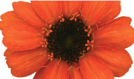 Germania Seed