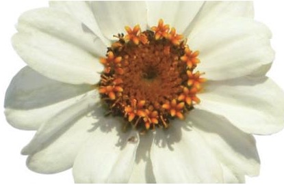 Germania Seed