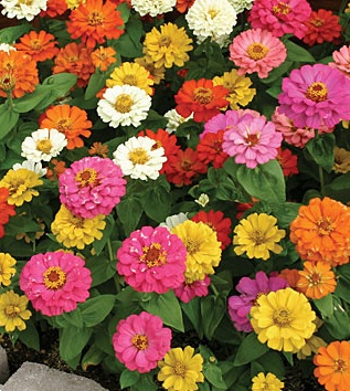 Germania Seed