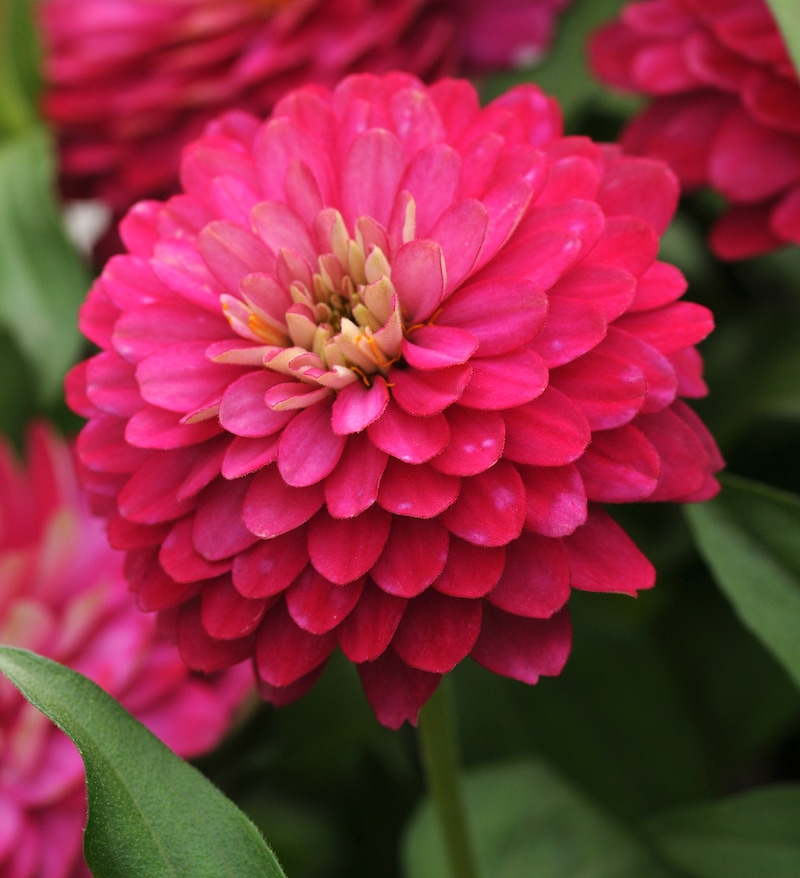 Germania Seed
