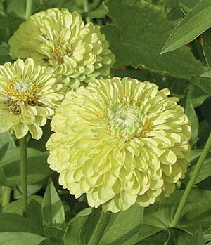 Germania Seed