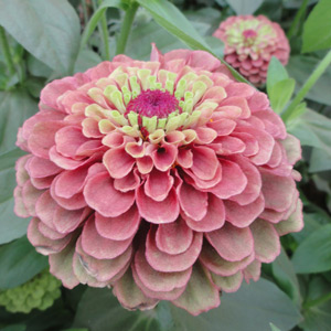 Germania Seed
