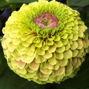 Germania Seed