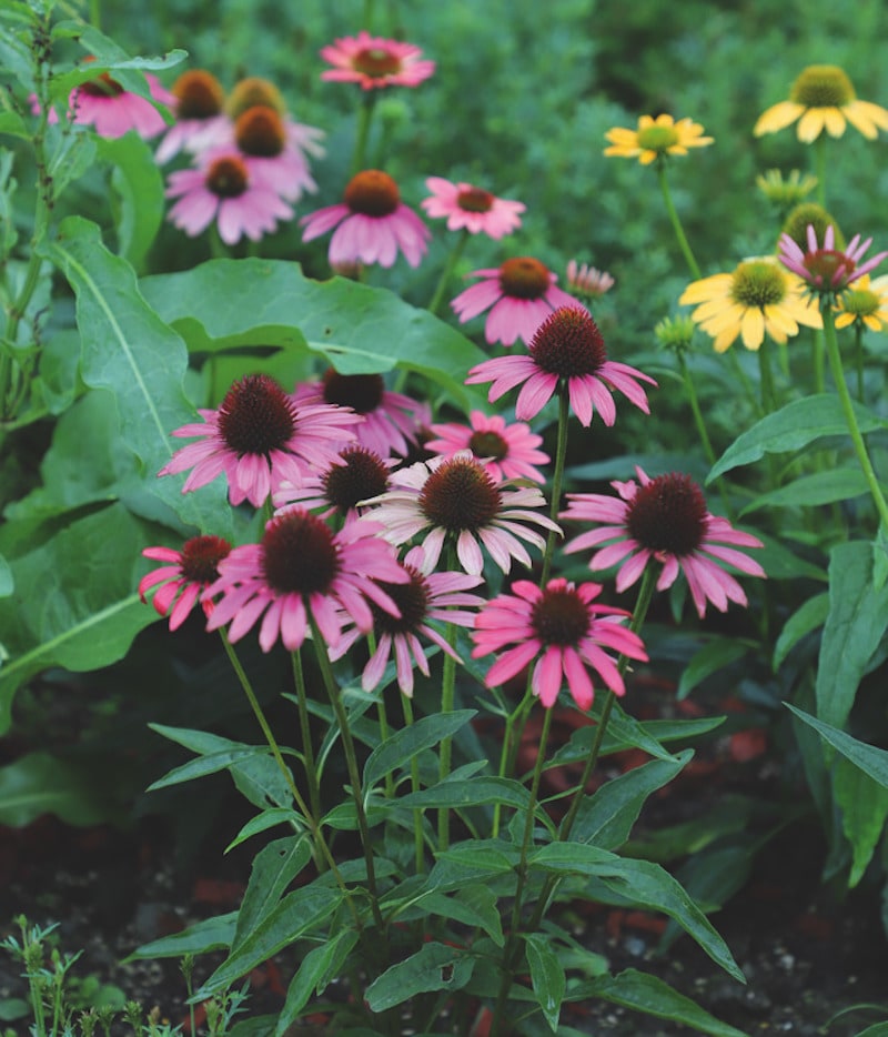 Germania Seed