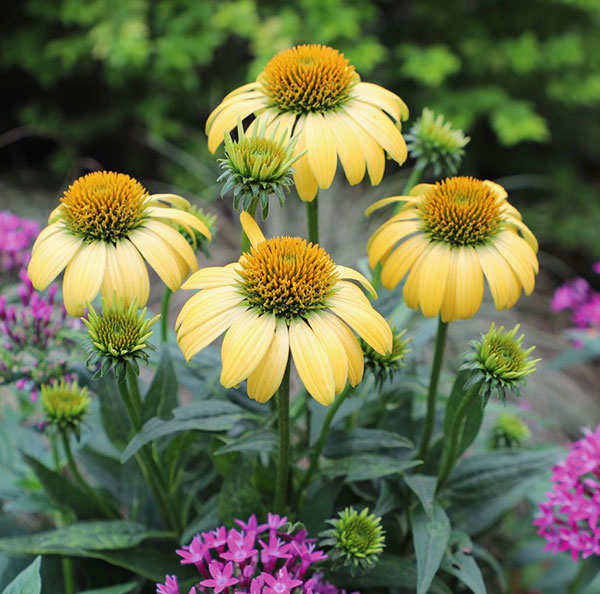 Germania Seed