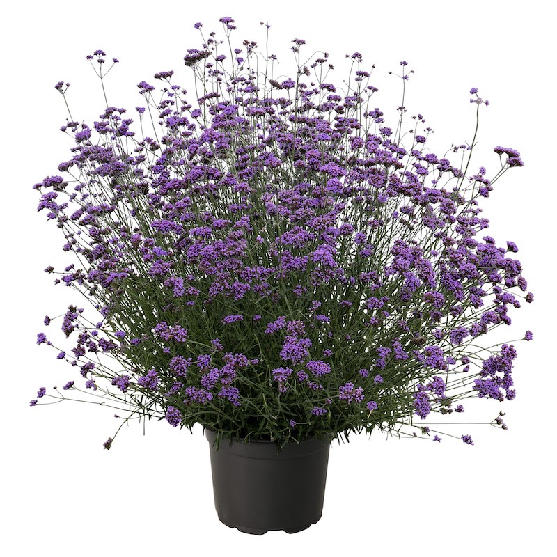Germania Seed