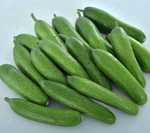 Germania Seed