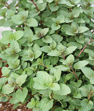 Germania Seed