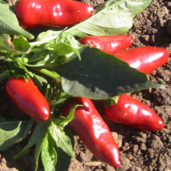Germania Seed