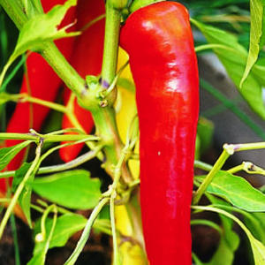 Germania Seed