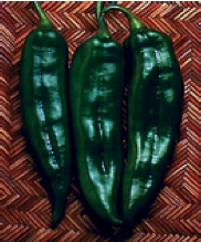 Germania Seed
