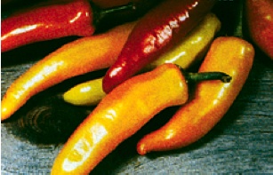 Germania Seed