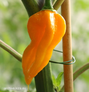 Germania Seed