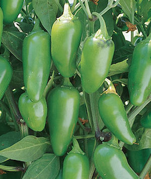Germania Seed