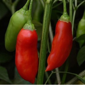 Germania Seed