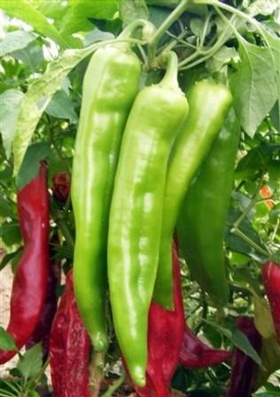 Germania Seed