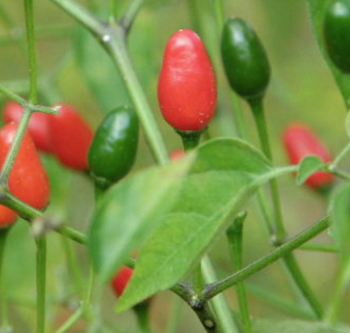 Germania Seed
