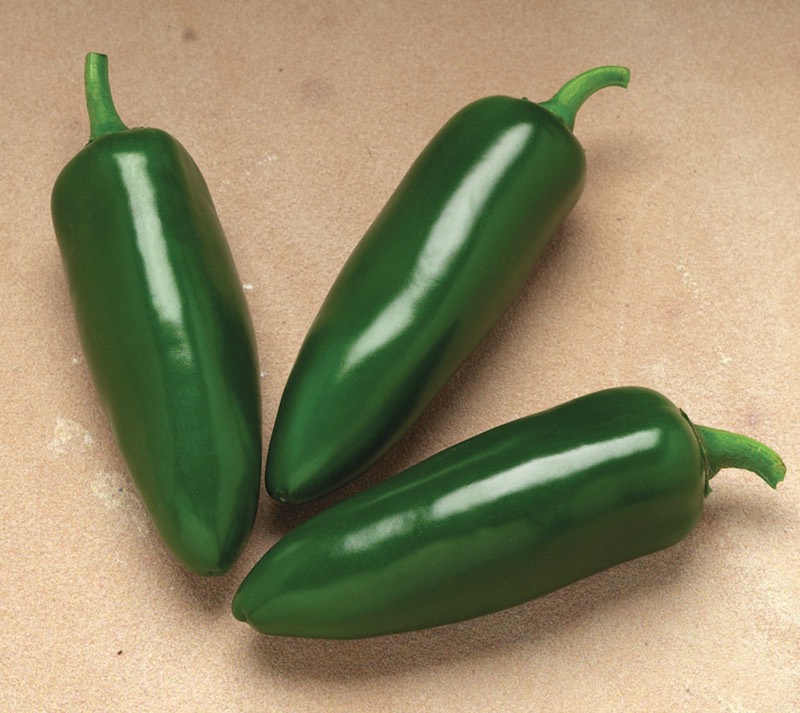 Germania Seed