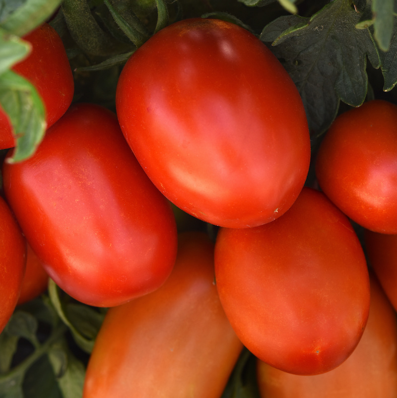Germania Seed