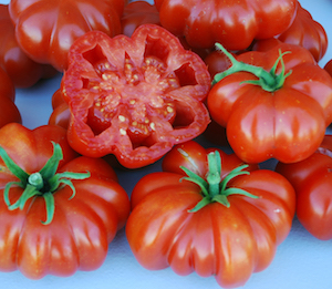 Germania Seed