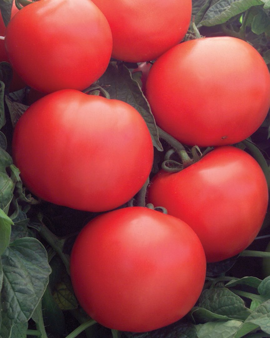 Germania Seed