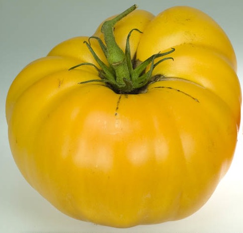 Germania Seed