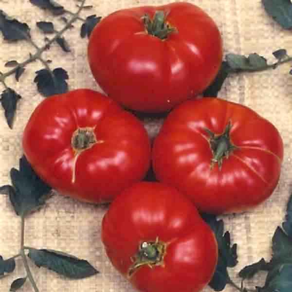 Germania Seed