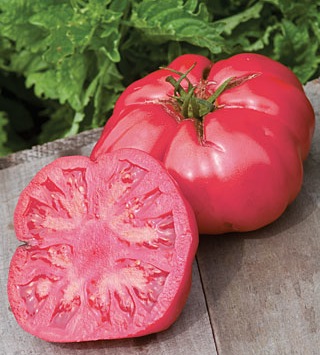 Germania Seed
