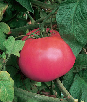 Germania Seed