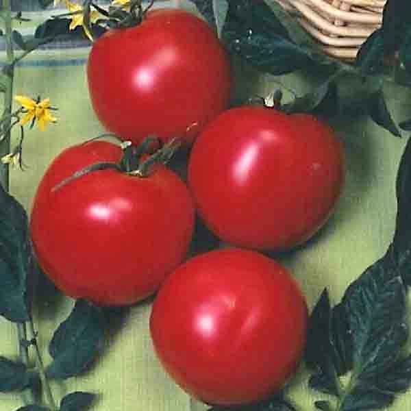 Germania Seed
