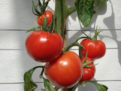 Germania Seed