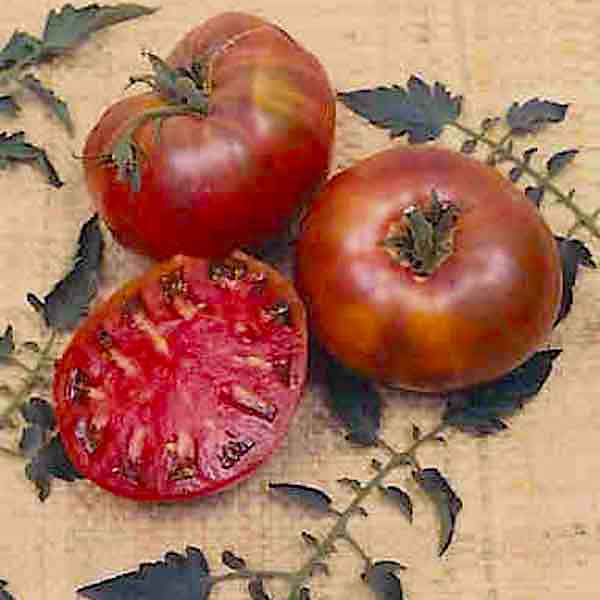 Germania Seed