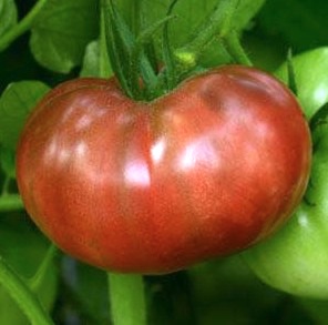 Germania Seed