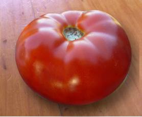Germania Seed