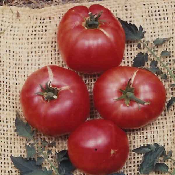 Germania Seed