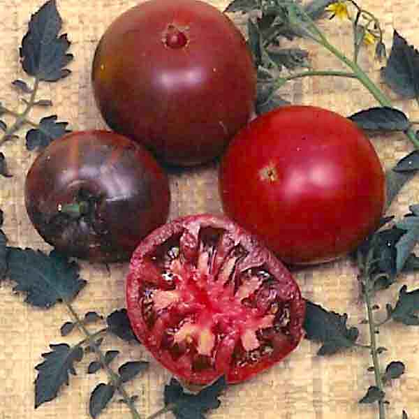 Germania Seed